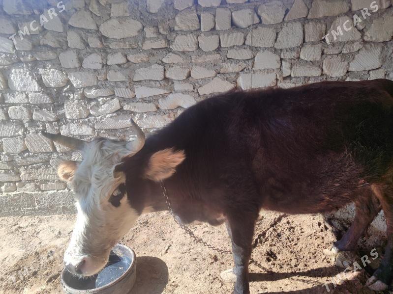 Sygyr - Эсенгулы - img 2