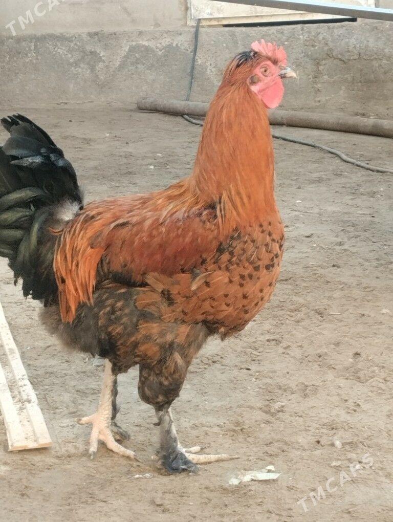 horaz - Туркменабат - img 3