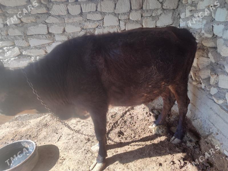 Sygyr - Эсенгулы - img 3