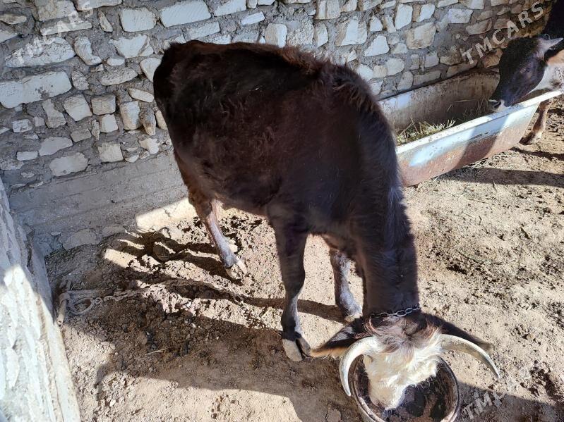 Sygyr - Эсенгулы - img 6