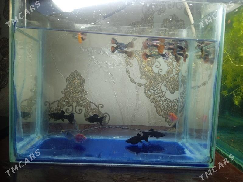 Akwarium balyklar - Туркменабат - img 2