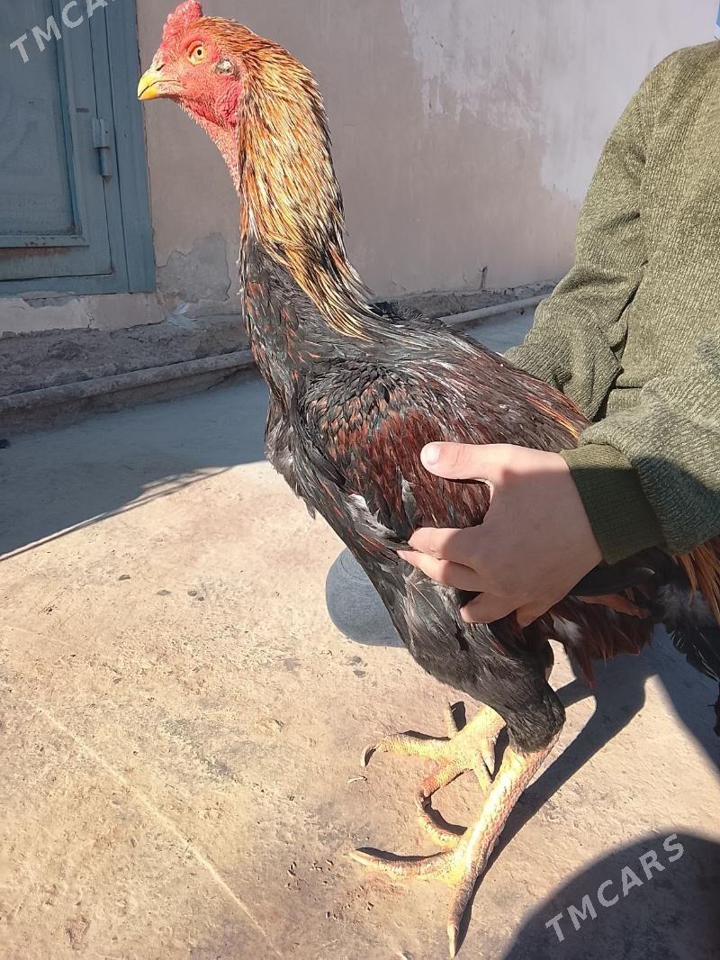 daken horaz - Köneürgenç - img 3