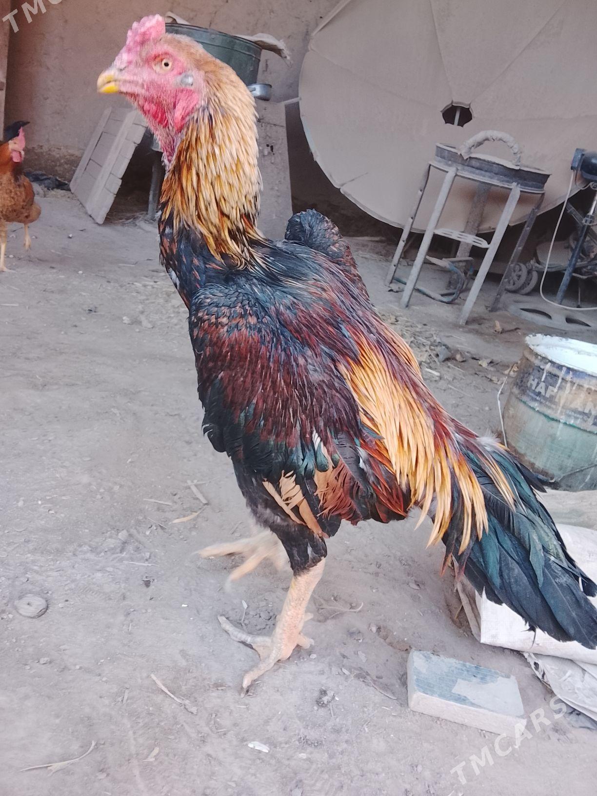 daken horaz - Köneürgenç - img 1