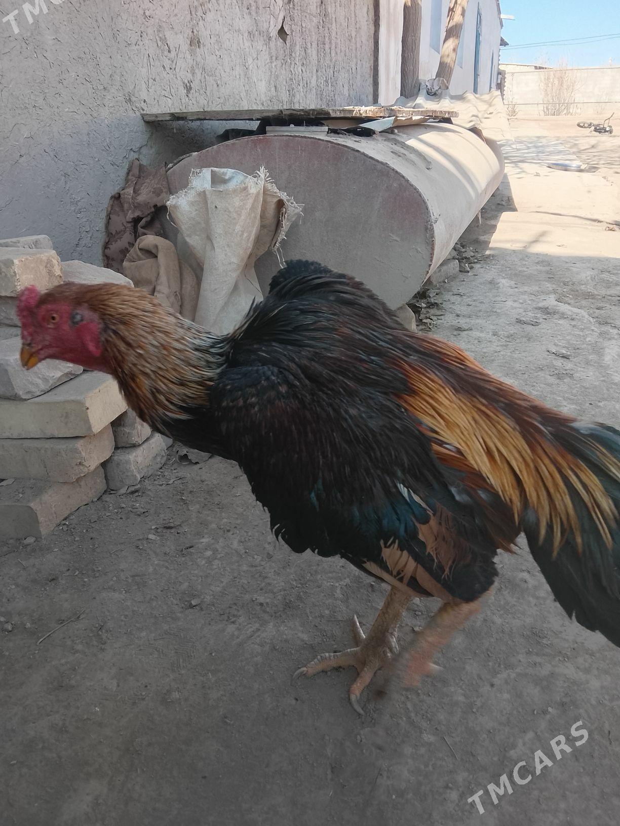 daken horaz - Köneürgenç - img 2