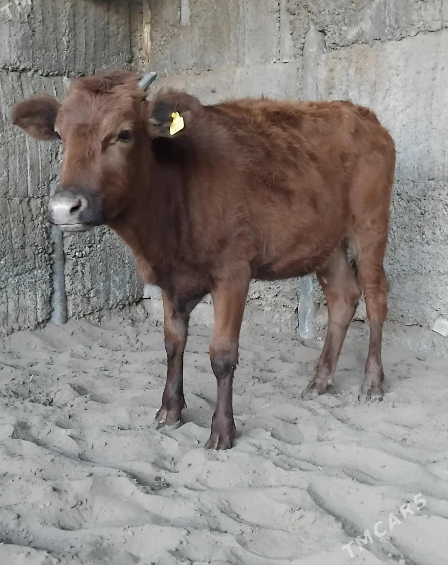 ŠWES TUWE - Бузмеин - img 3