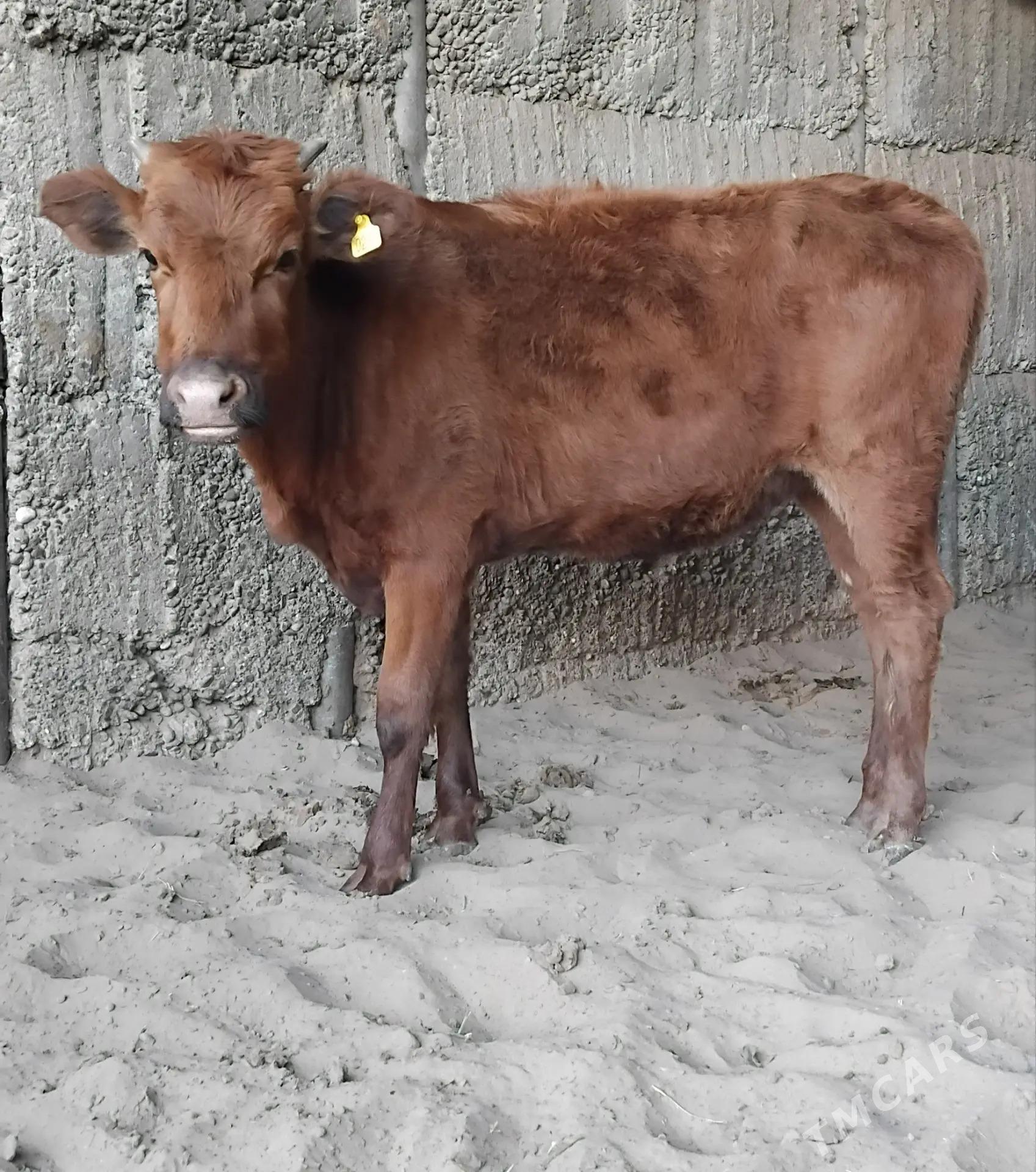 ŠWES TUWE - Бузмеин - img 2