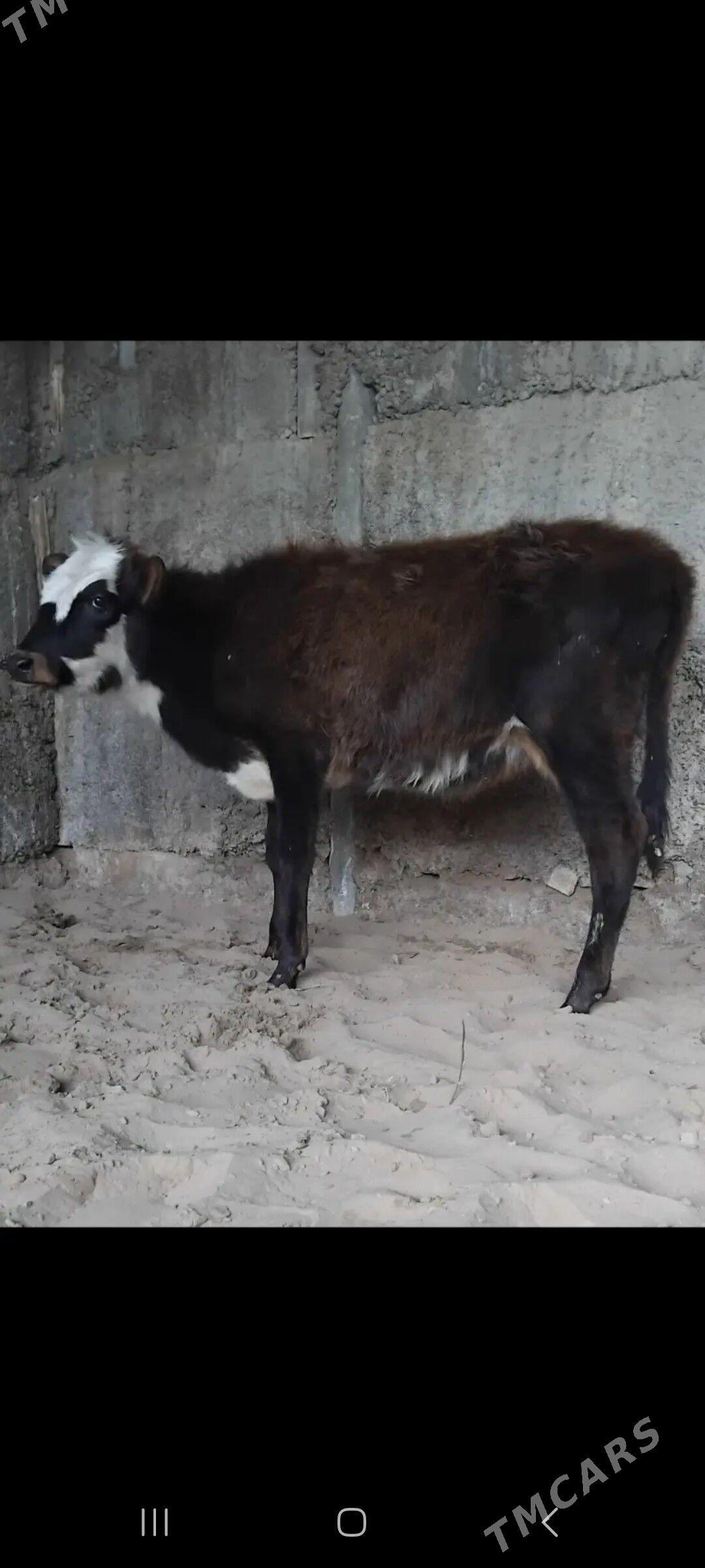 ŠWES TUWE - Бузмеин - img 4