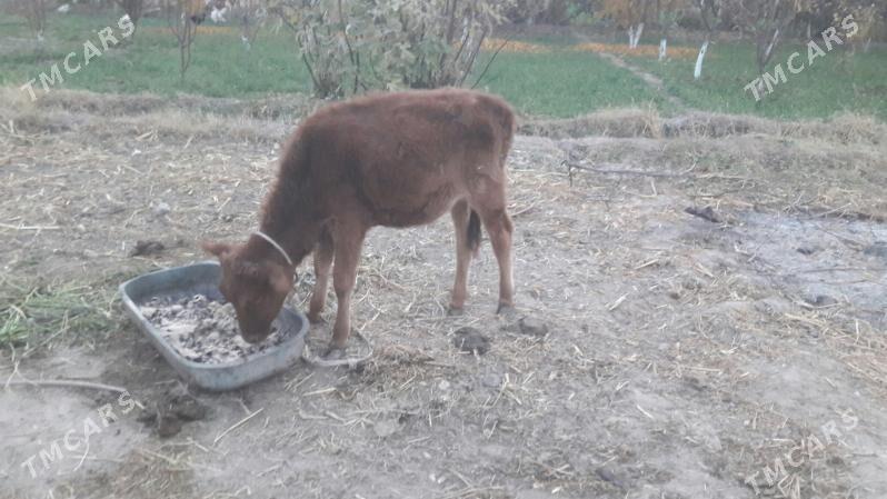 Gunajynça - Чарджоу - img 3