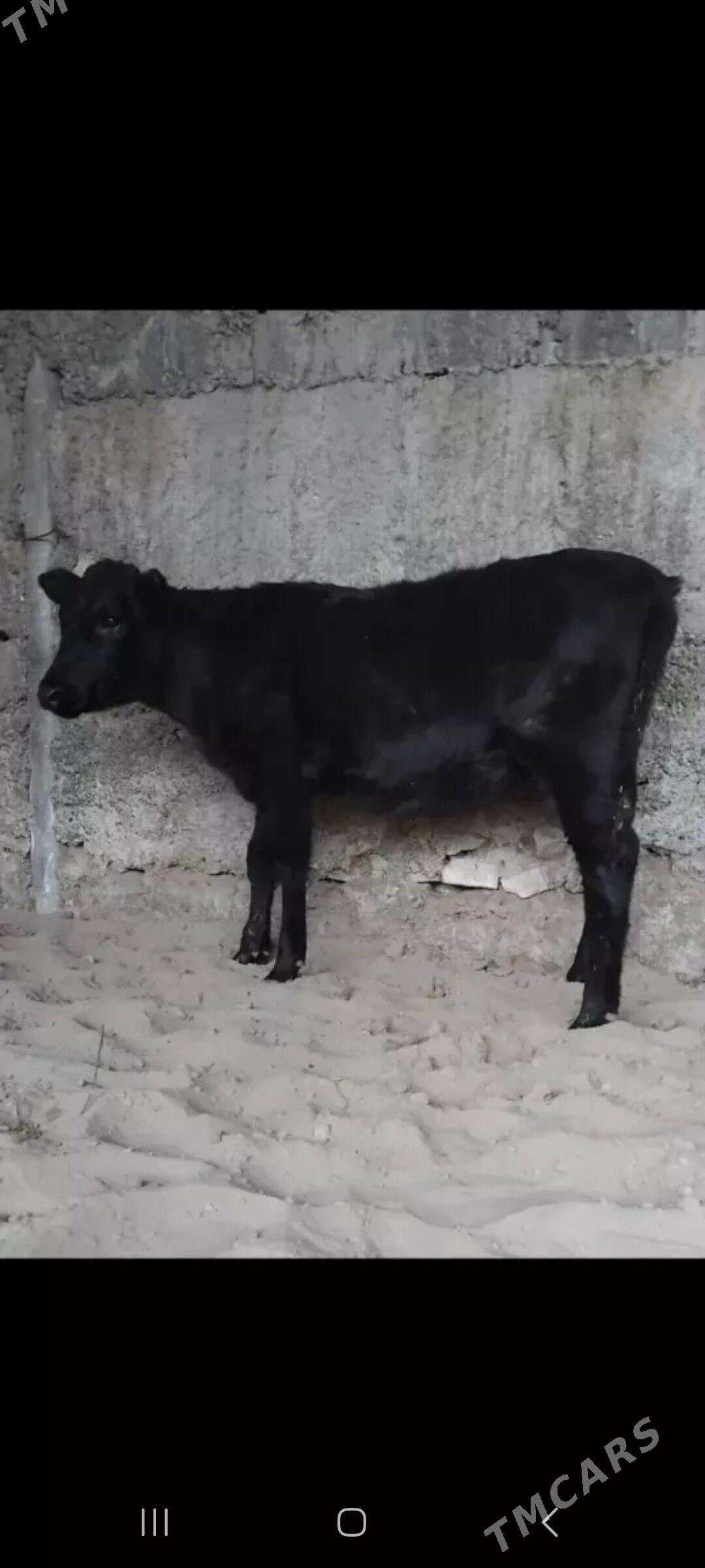 ŠWES TUWE - Бузмеин - img 5