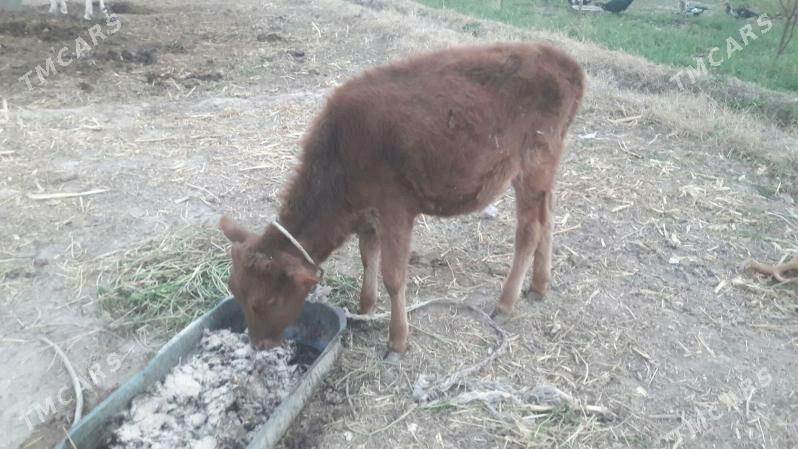 Gunajynça - Чарджоу - img 4