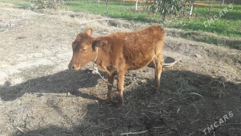 Gunajynça - Чарджоу - img 2