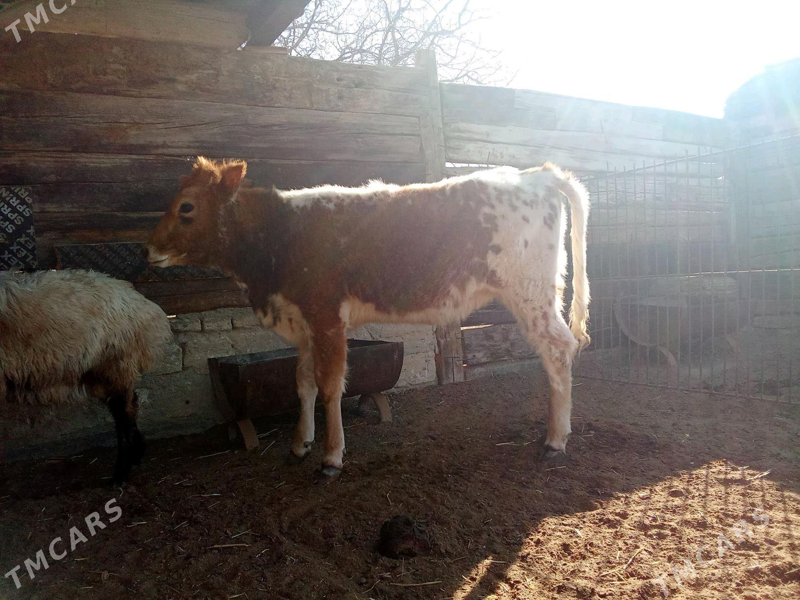 Öküz biri gacar - Bereket - img 1