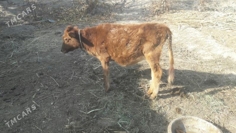 Gunajynça - Чарджоу - img 6