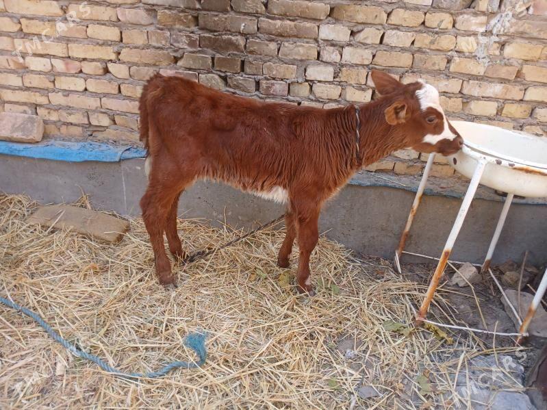 goleli sgyr - Farap - img 4