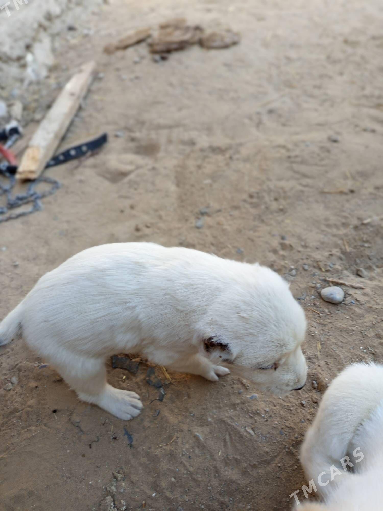 Alabaý güjük - Bagyr - img 6