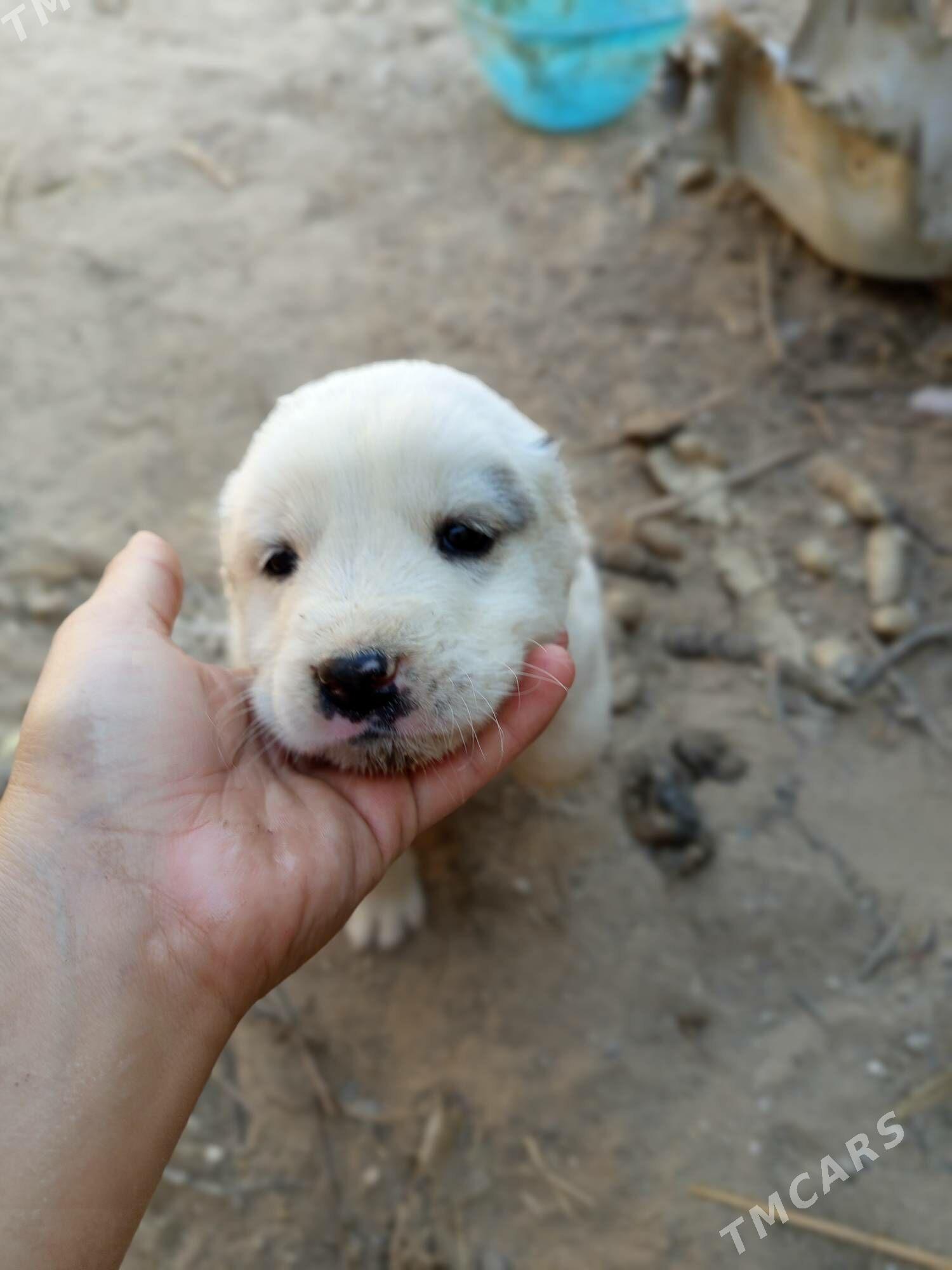 Alabaý güjük - Bagyr - img 2