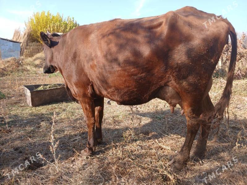 goleli sgyr - Farap - img 2