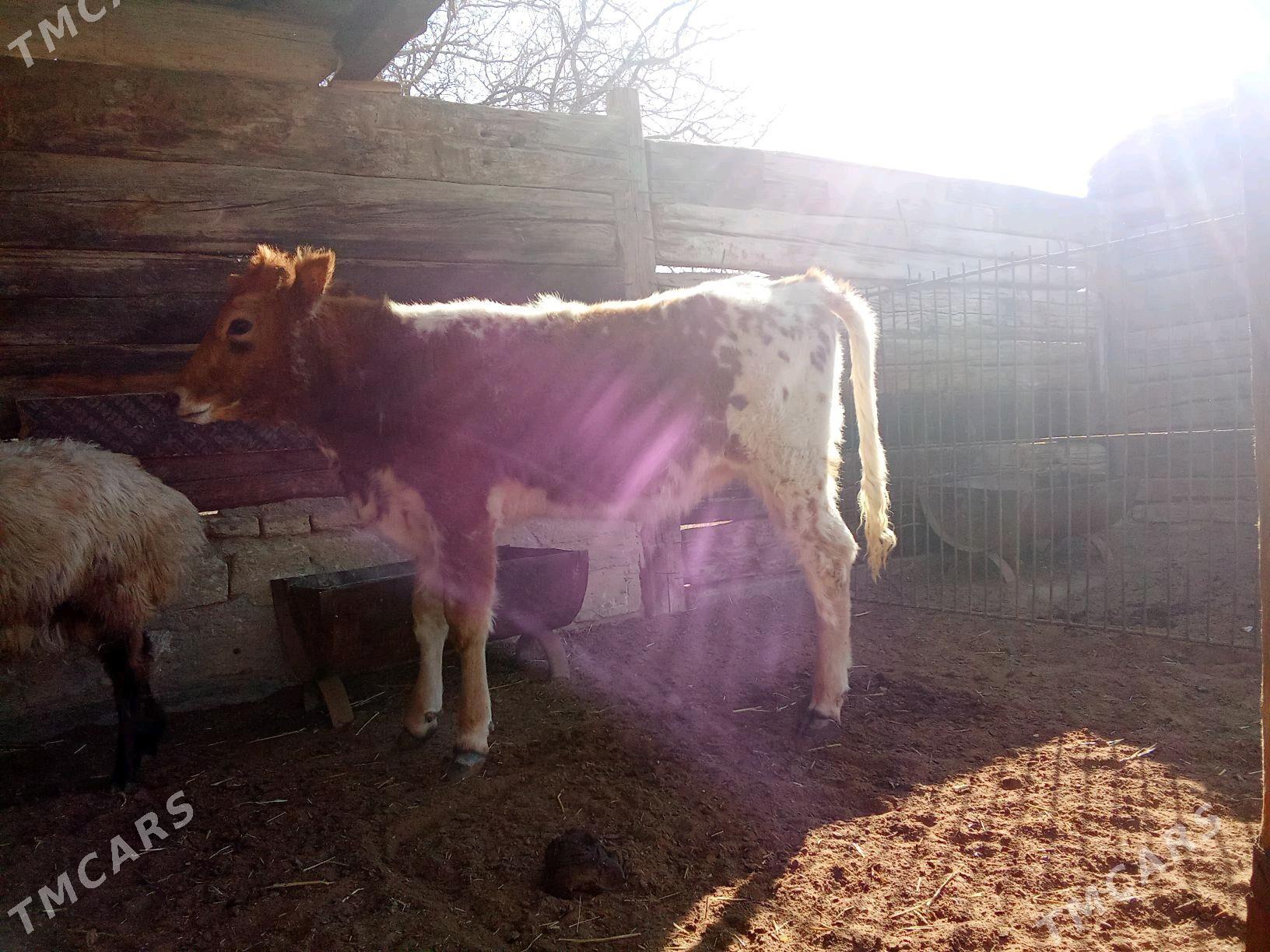 Öküz biri gacar - Bereket - img 2