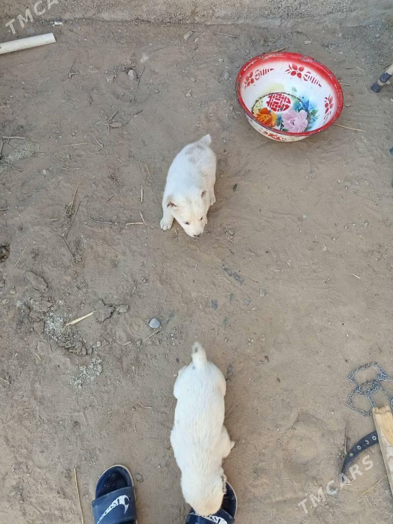 Alabaý güjük - Bagyr - img 5