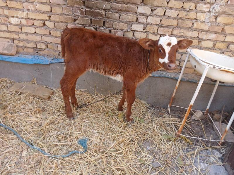 goleli sgyr - Farap - img 5