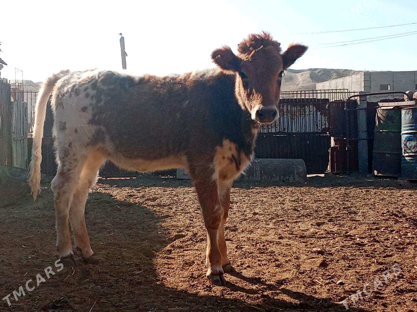 Öküz biri gacar - Bereket - img 3