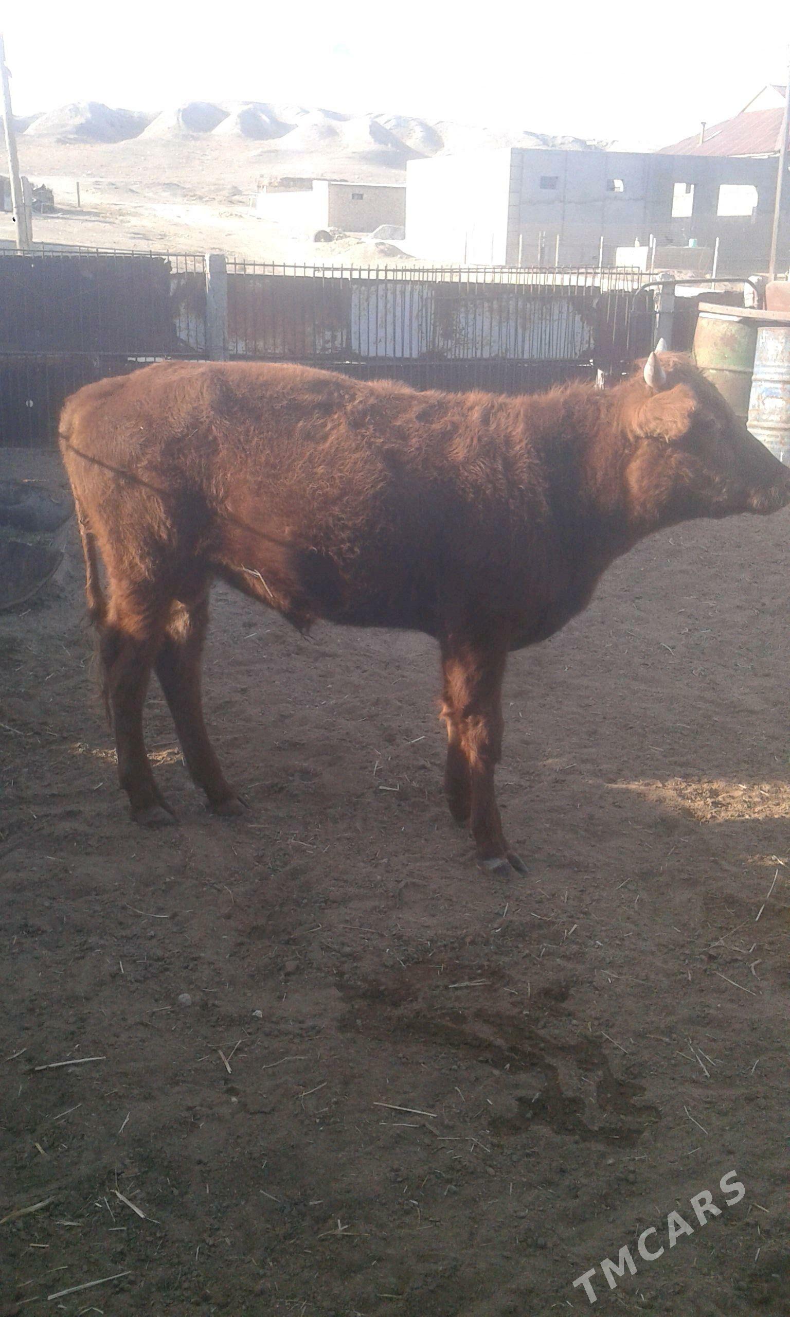 Öküz biri gacar - Bereket - img 4