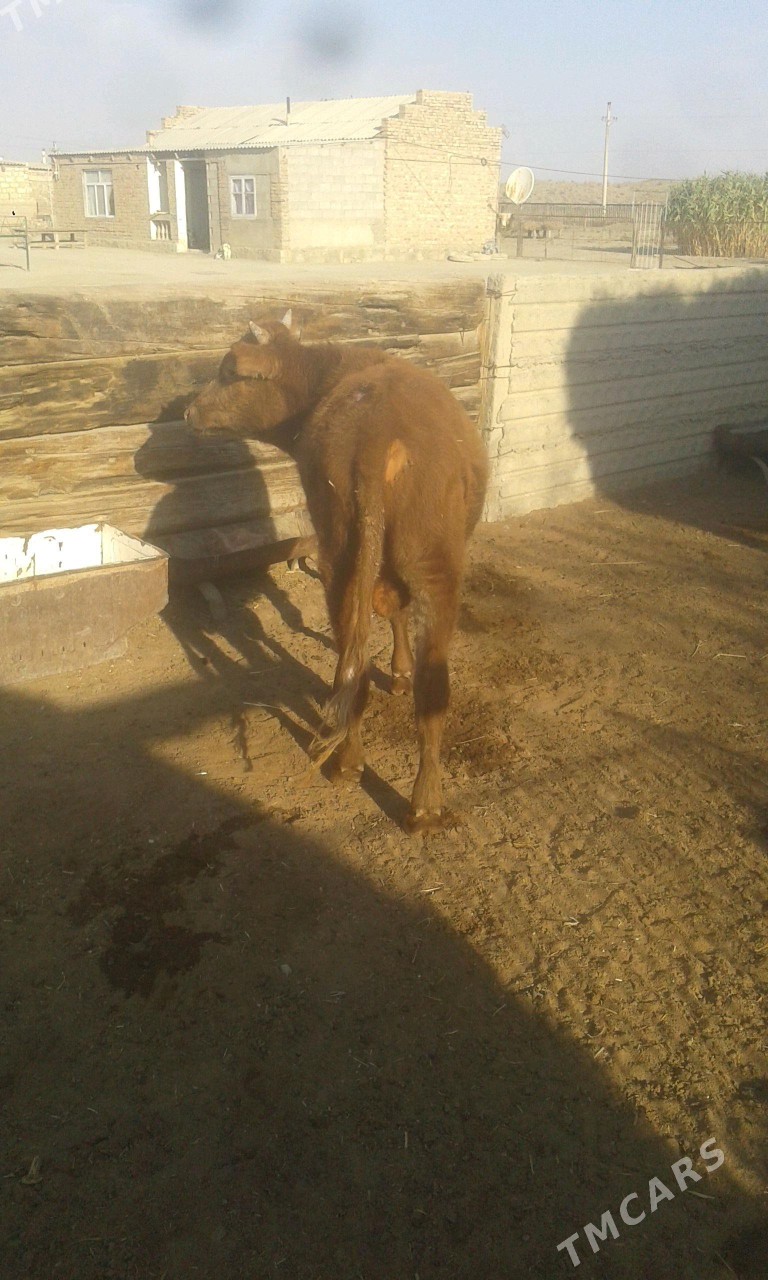 Öküz biri gacar - Bereket - img 5