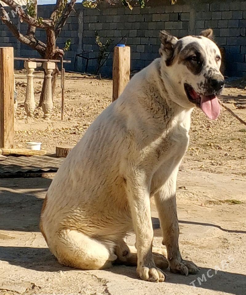 Alabay it köpek - Herrikgala - img 1