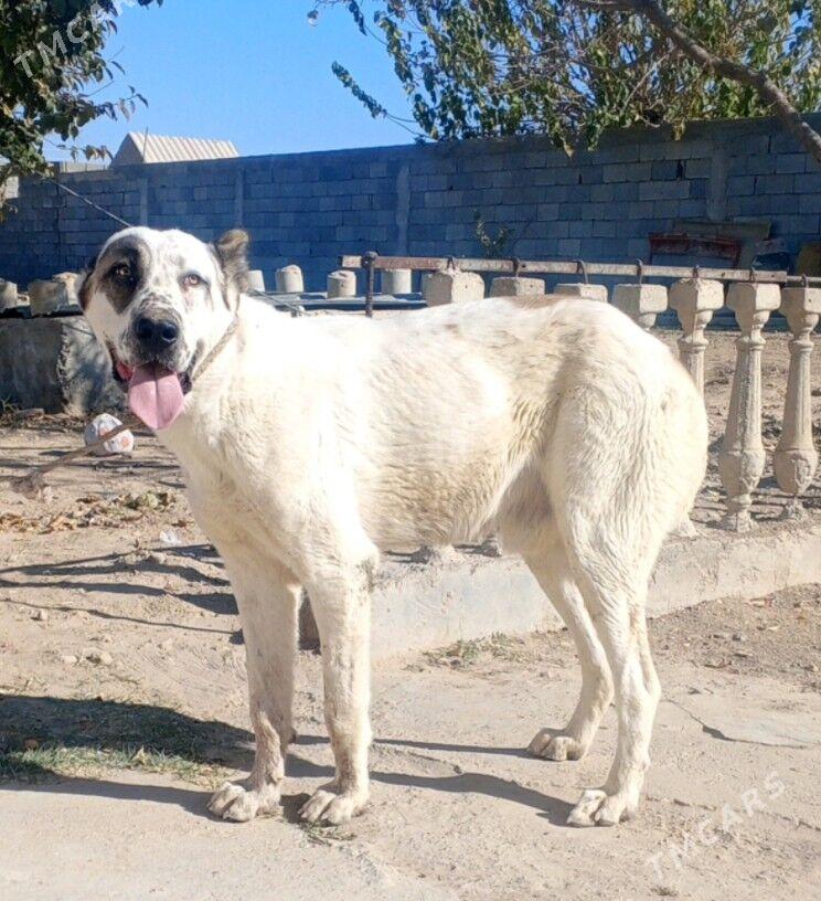 Alabay it köpek - Herrikgala - img 3