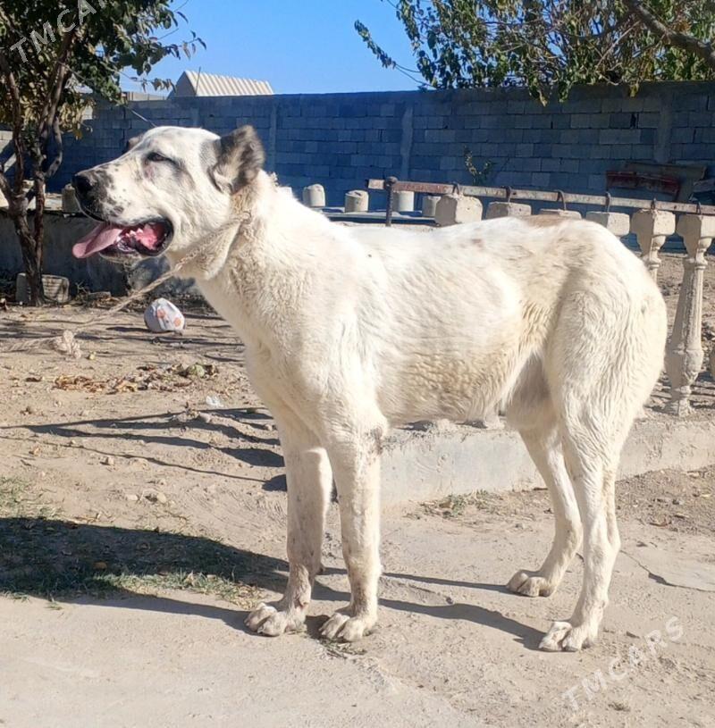 Alabay it köpek - Herrikgala - img 4