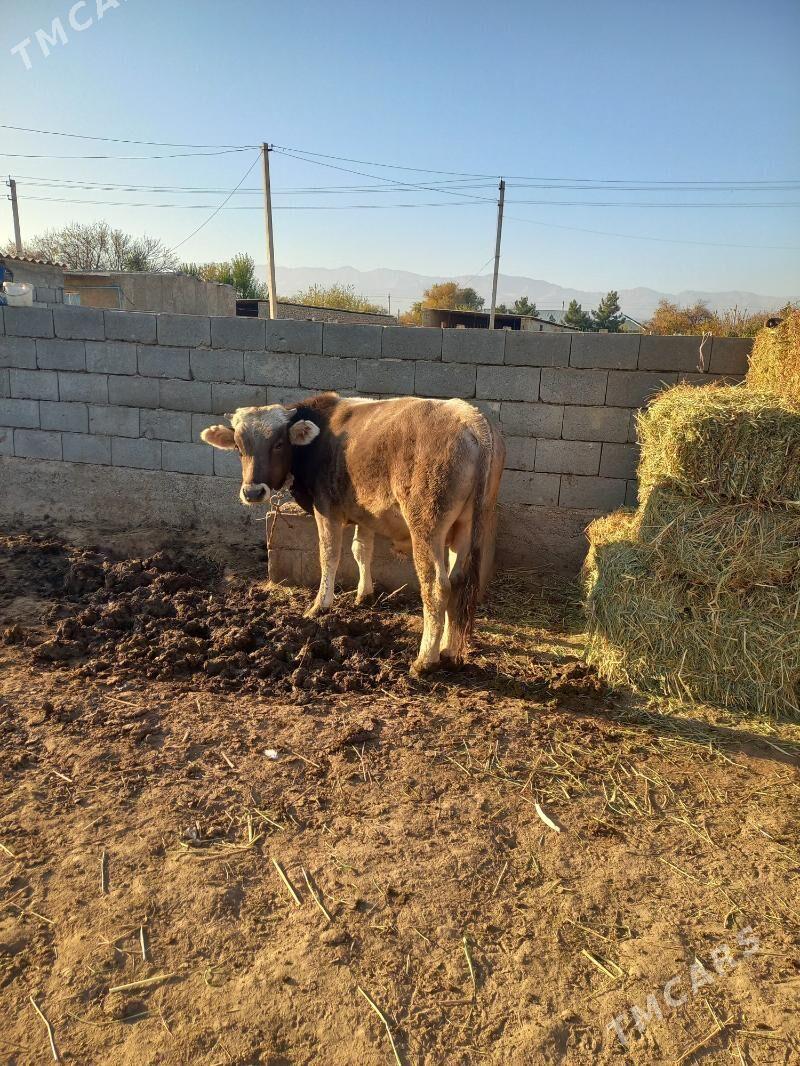 Okuz - Gyzylarbat - img 2