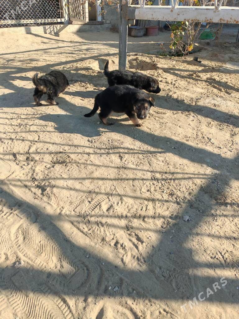 Овчарки - Хазар - img 4