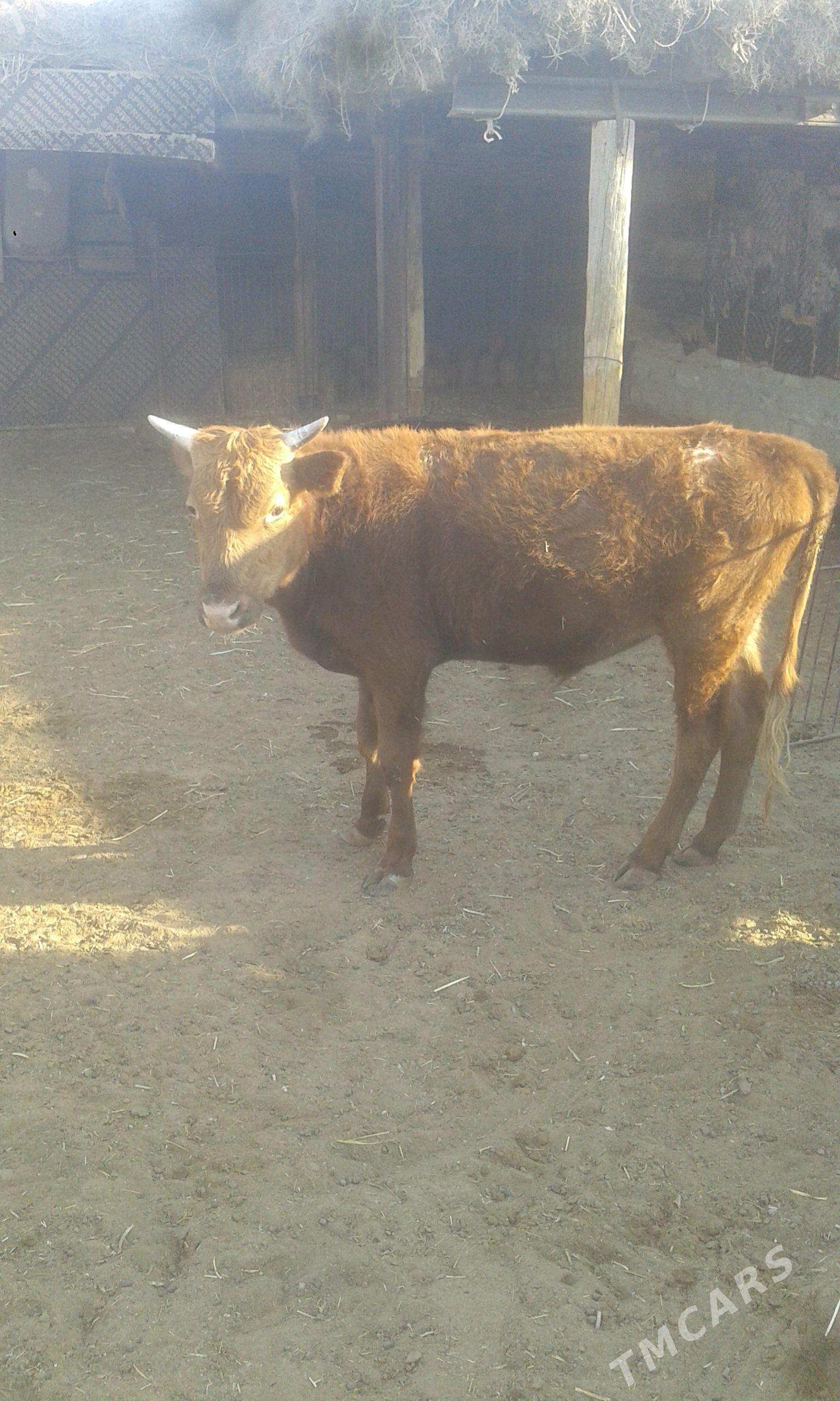 Öküz biri gacar - Bereket - img 6