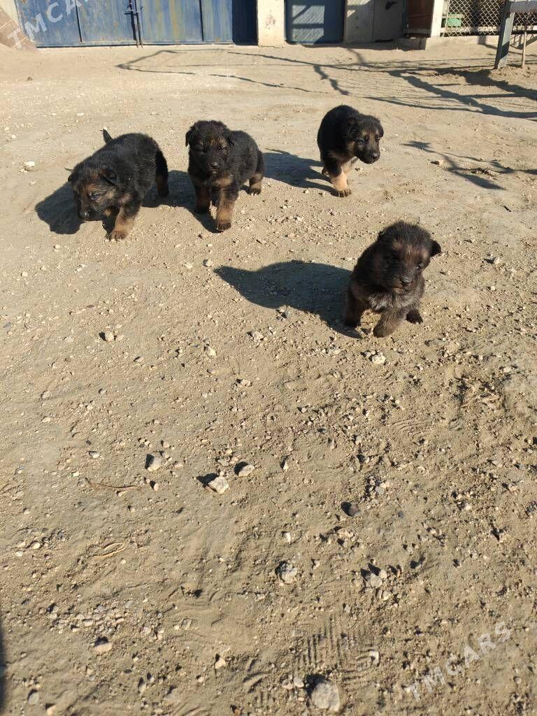 Овчарки - Хазар - img 2