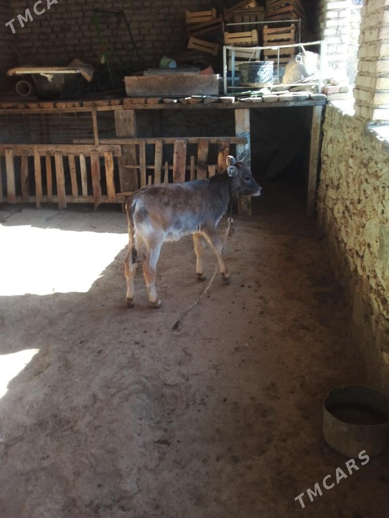 Göleli Sygyr - Берекет - img 4