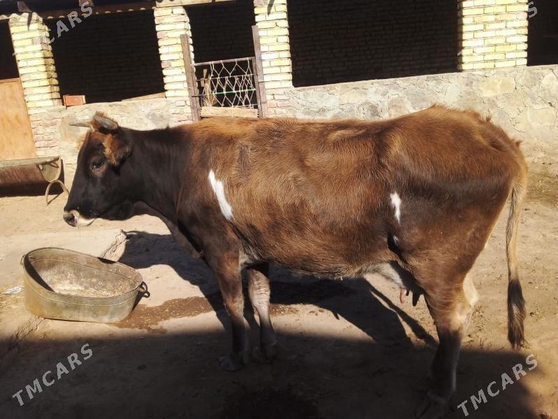 Göleli Sygyr - Берекет - img 3