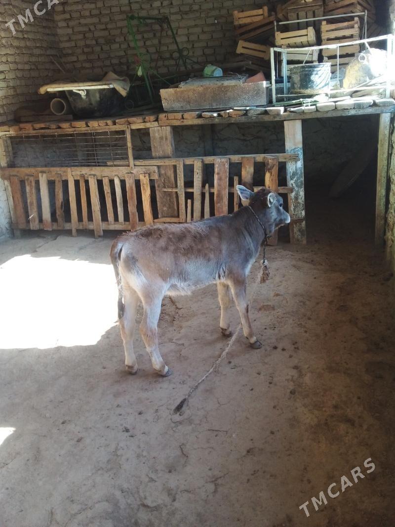 Göleli Sygyr - Берекет - img 5