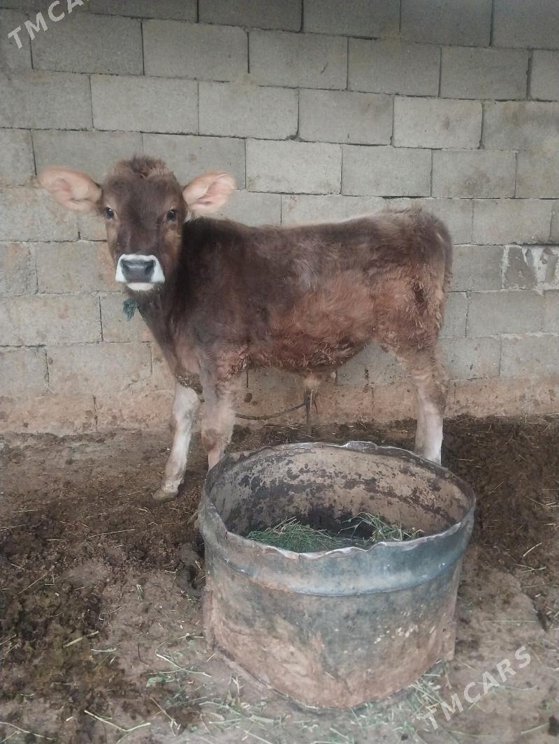 okuzler - Бахарден - img 5