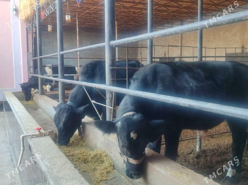 Окузлер 3 саны - Туркменабат - img 6