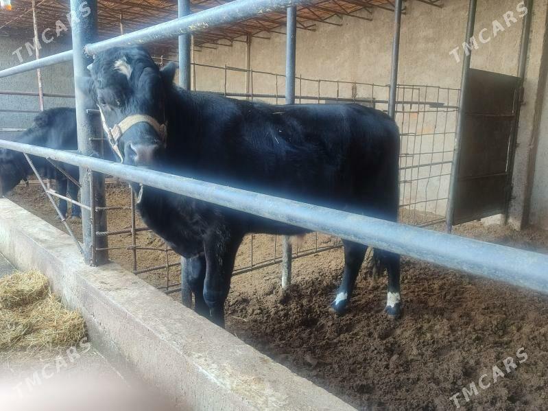 Окузлер 3 саны - Туркменабат - img 5