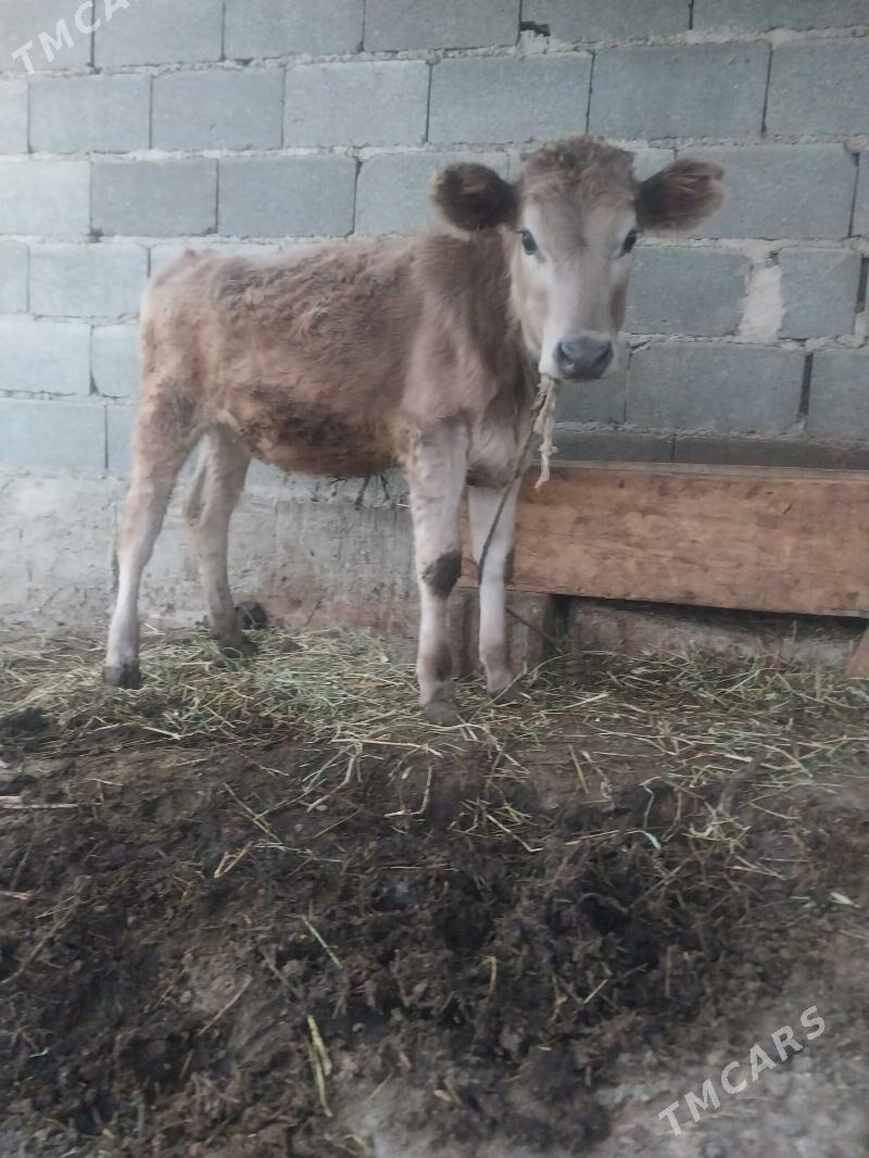 okuzler - Бахарден - img 2