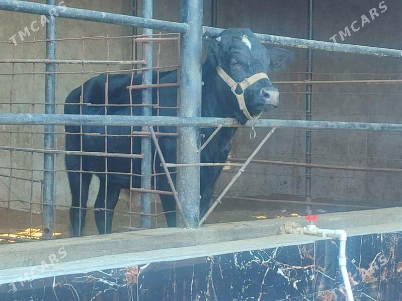 Окузлер 3 саны - Туркменабат - img 7