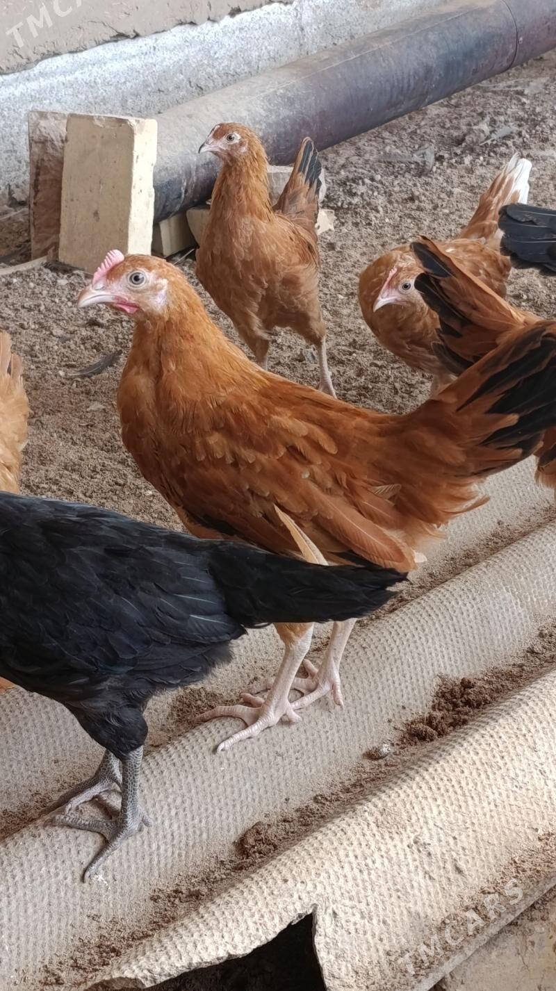 Towuk cuyce - Мургап - img 3