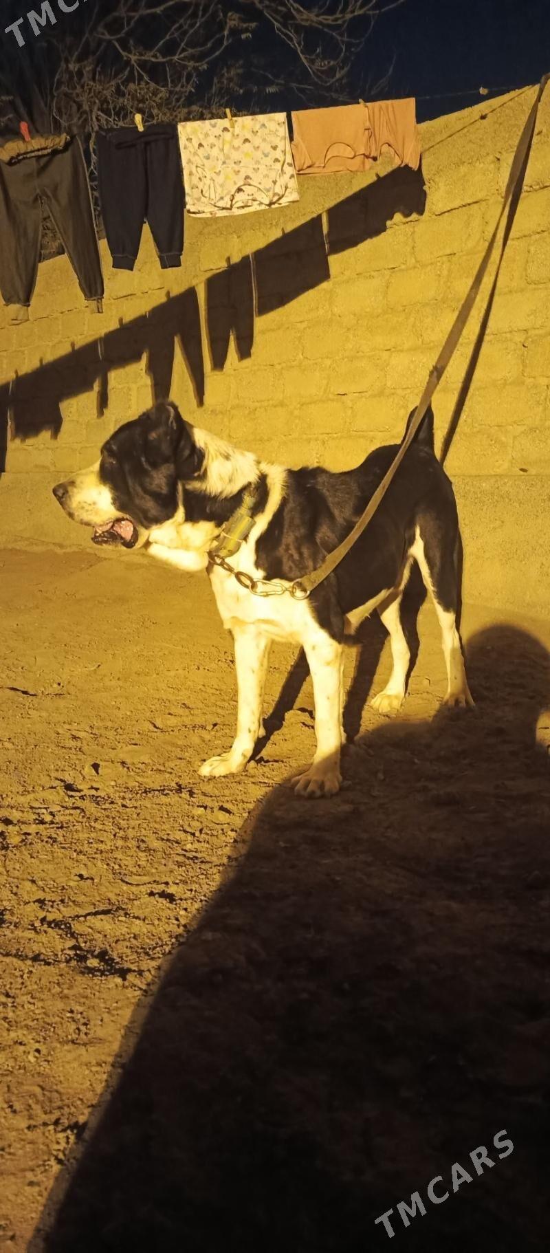 gujuk - Ашхабад - img 1