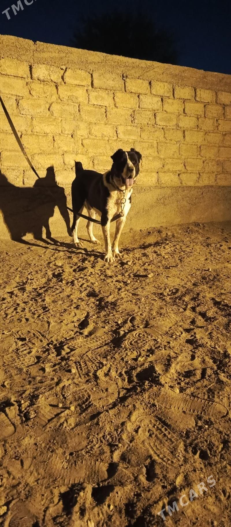 gujuk - Ашхабад - img 2