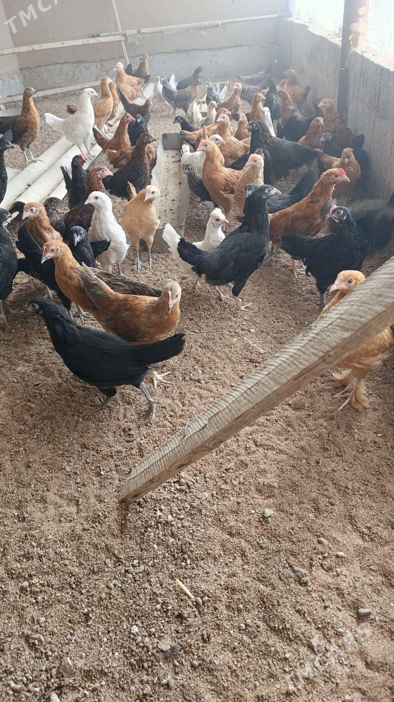 Towuk cuyce - Мургап - img 2