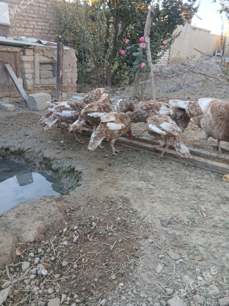 induk owgan - Kaka - img 2