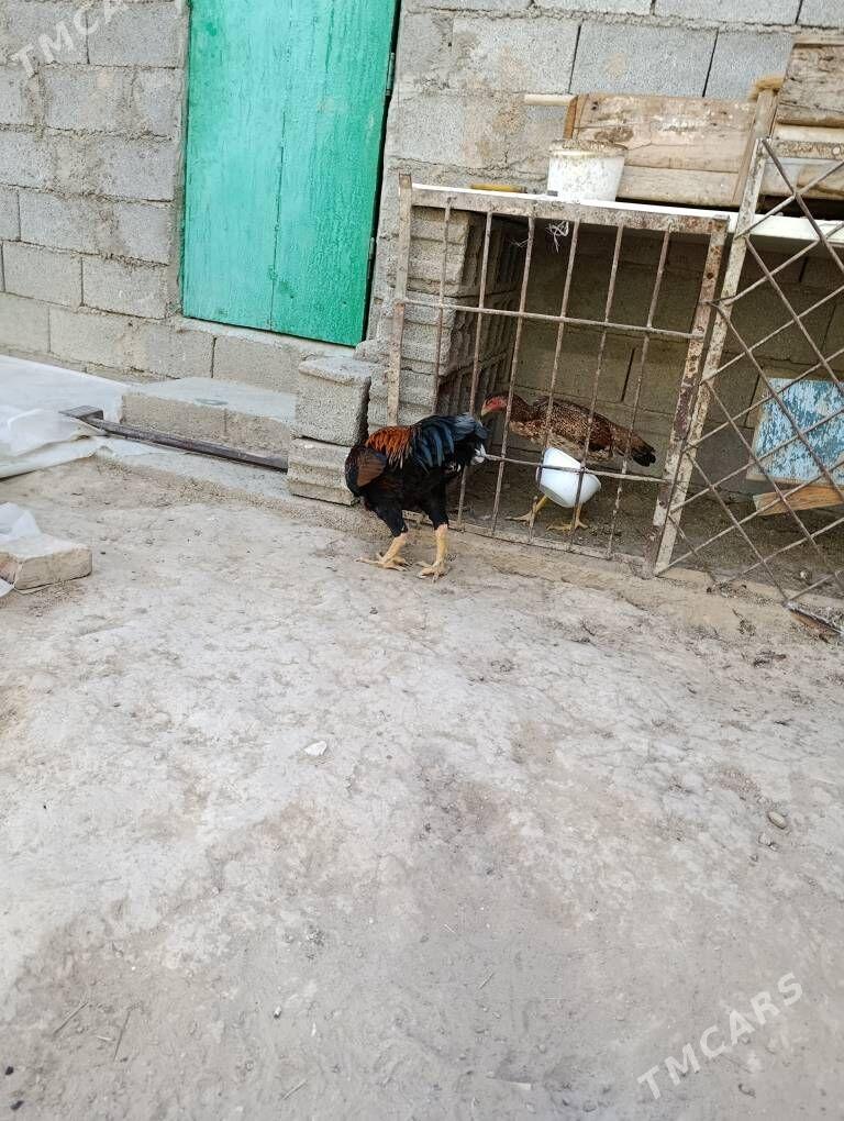 tasken horaz - Aşgabat - img 2