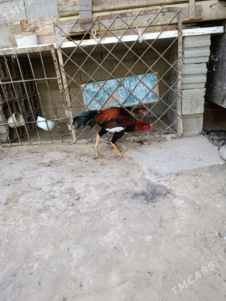 tasken horaz - Aşgabat - img 3