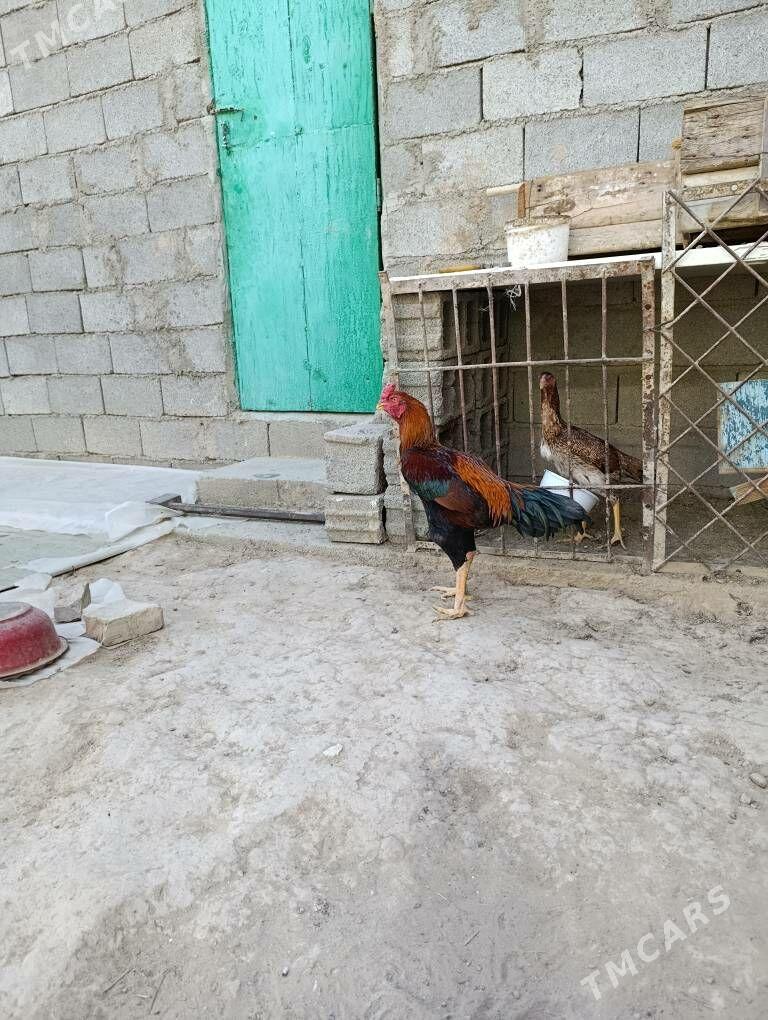 tasken horaz - Aşgabat - img 6